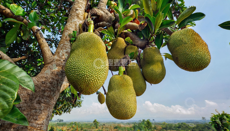 高清大图下载【趣麦麦图】波罗蜜果实：黄绿色外衣的天然包裹