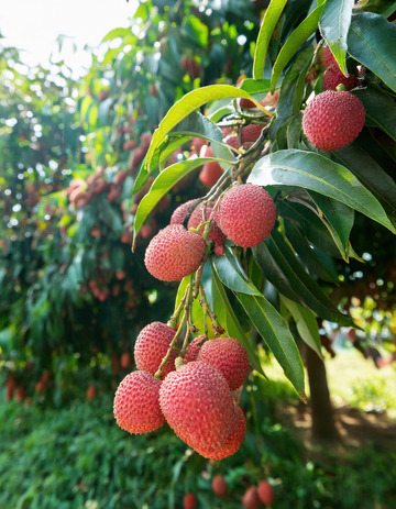 挂满荔枝的果树