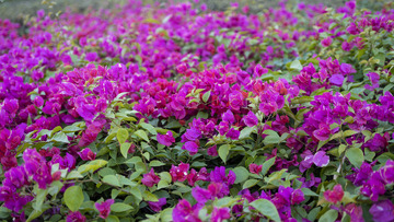 三角梅开花花海