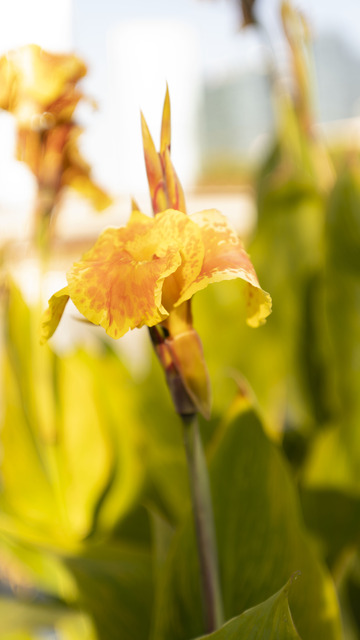 开花的的美人蕉