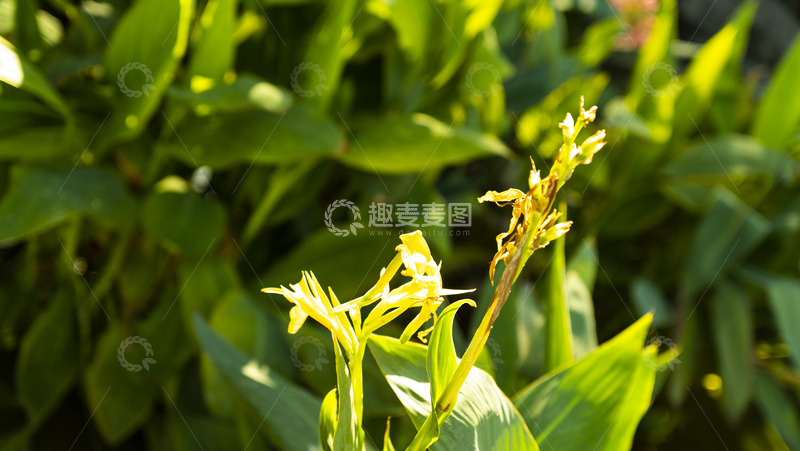 高清大图下载【趣麦麦图】公园里凋谢的花卉