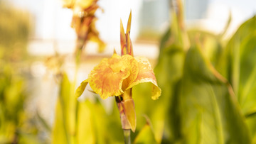 黄色盛开的美人焦