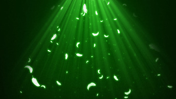 光线羽毛飘落晚会年会活动绿色背景