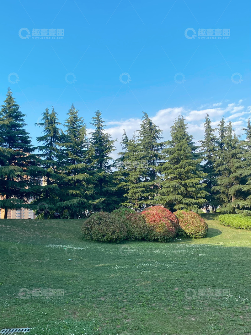 高清大图下载【趣麦麦图】公园草地松树