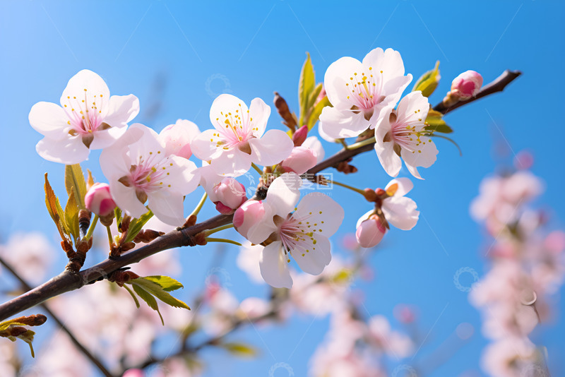 高清大图下载【趣麦麦图】春天盛开的桃花枝