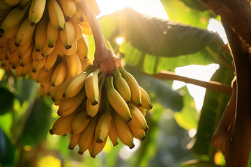 香蕉树上的香蕉