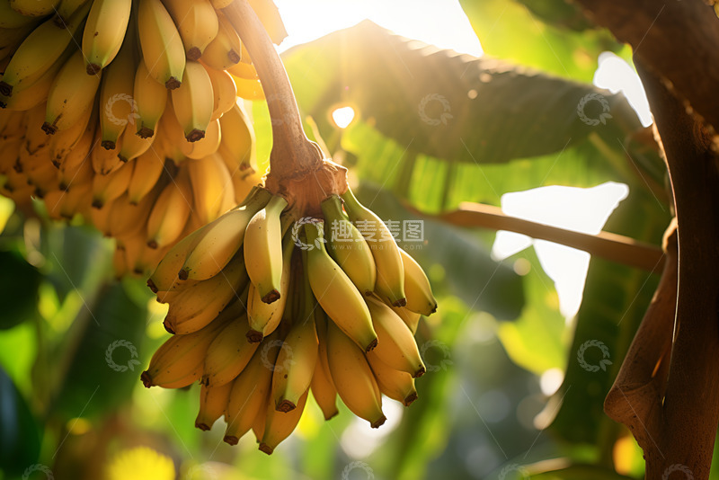 高清大图下载【趣麦麦图】-香蕉树上的香蕉