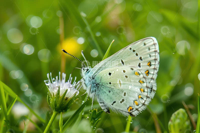 高清大图下载【趣麦麦图】-停留在花朵上的白色蝴蝶