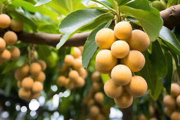 龙眼果实特写摄影