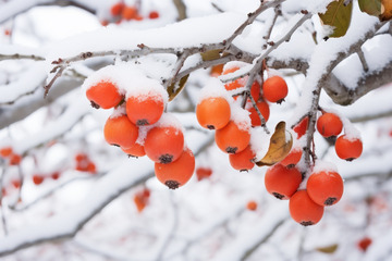 积雪压柿子枝头1