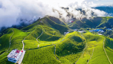 云雾茶山图装饰家居显格调