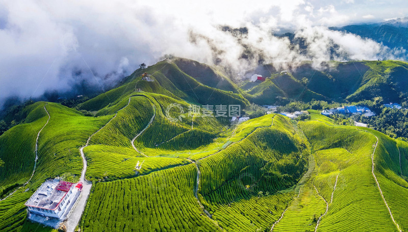 云雾茶山图装饰家居显格调