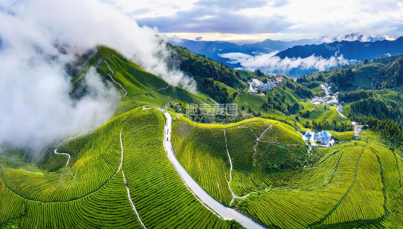 绝美茶山茶园图用于旅游宣传超吸睛