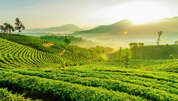 茶山美景用于海报制作超吸睛