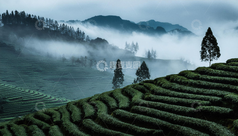 高清大图下载【趣麦麦图】秀丽茶园画面做明信片超雅致