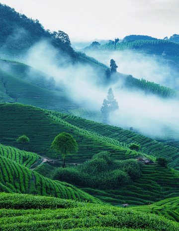 空灵茶山景观用于广告设计很出彩