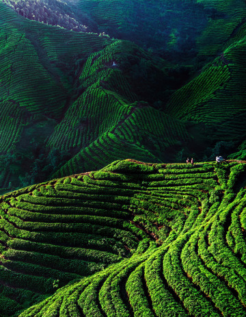 空灵茶山景观用于广告设计很出彩1