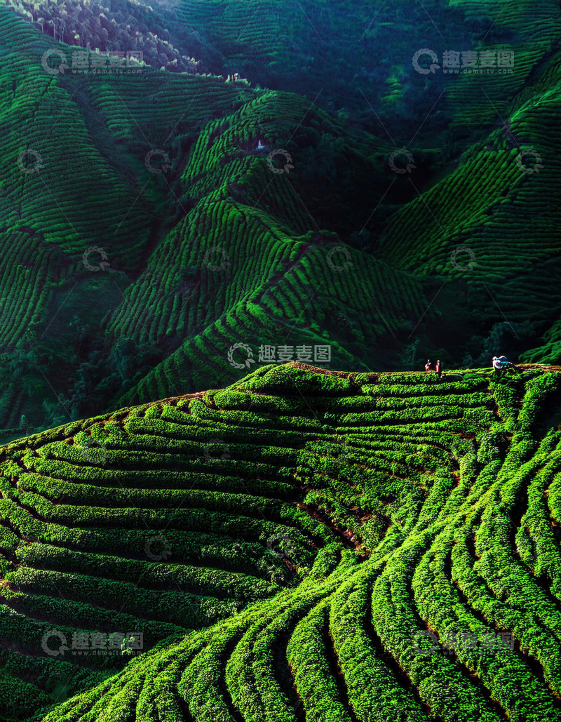 高清大图下载【趣麦麦图】空灵茶山景观用于广告设计很出彩1