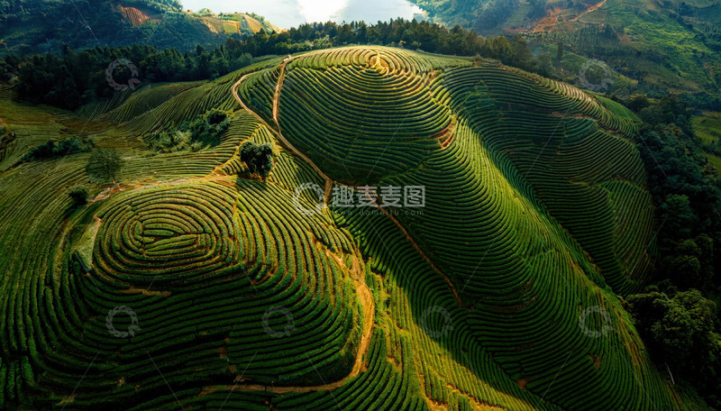 高清大图下载【趣麦麦图】梦幻茶园风光作海报背景超迷人
