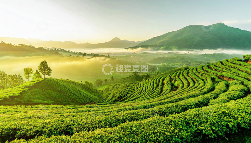 高清大图下载【趣麦麦图】茶园景致打造明信片超精致