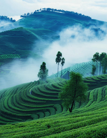 朦胧茶山图做画册素材超有意境
