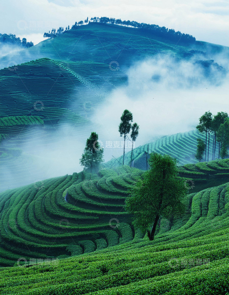 朦胧茶山图做画册素材超有意境