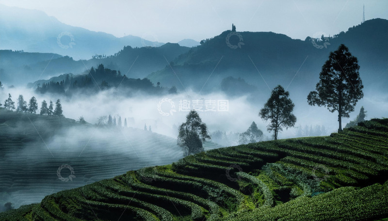 高清大图下载【趣麦麦图】灵韵茶园景致助力茶叶包装更具韵味
