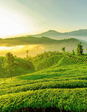 茶山画面作电脑壁纸超养眼