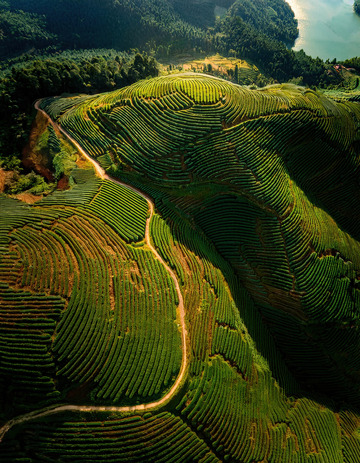 绮丽茶山图做贺卡背景超温馨