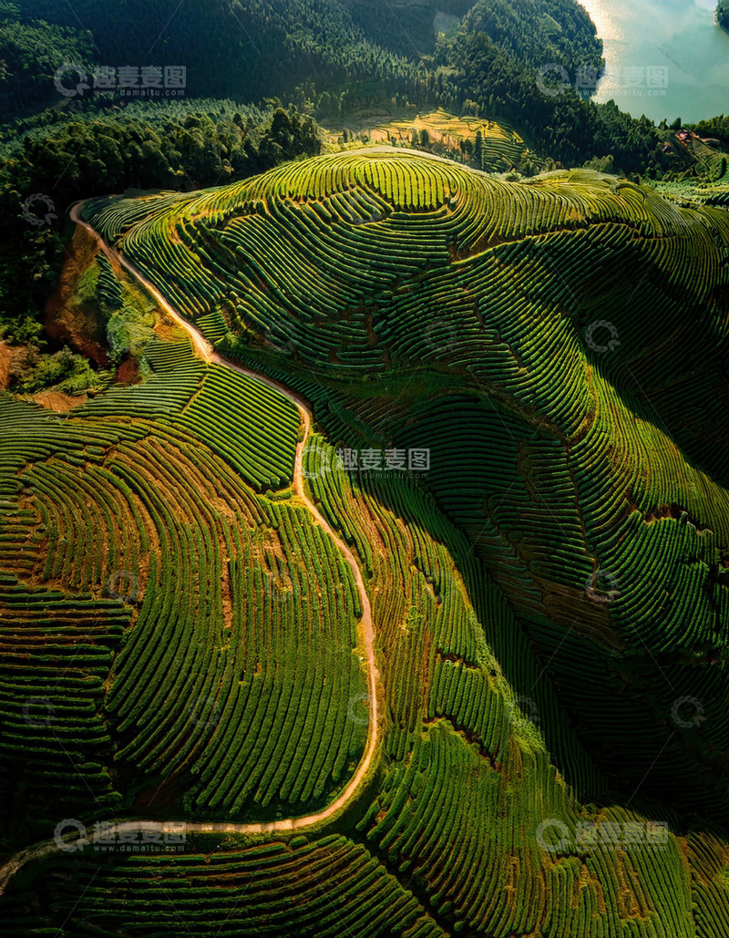 高清大图下载【趣麦麦图】绮丽茶山图做贺卡背景超温馨
