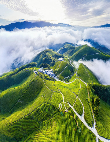 壮阔茶山景作海报背景超震撼