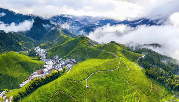 壮阔茶山景作海报背景超震撼2