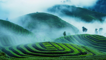 秀丽茶园画面做明信片超雅致1