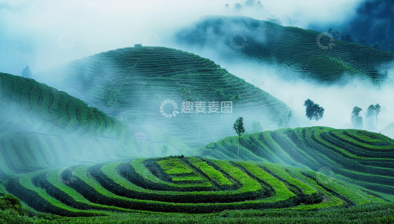 高清大图下载【趣麦麦图】秀丽茶园画面做明信片超雅致1