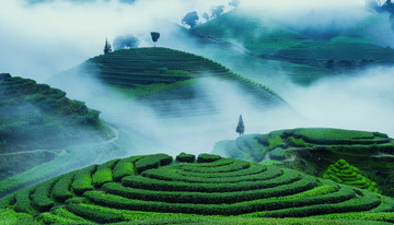 灵韵茶园景致助力茶叶包装更具韵味1