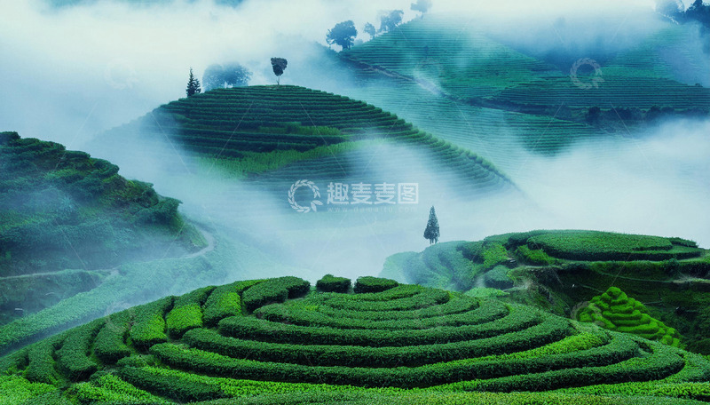 高清大图下载【趣麦麦图】灵韵茶园景致助力茶叶包装更具韵味1
