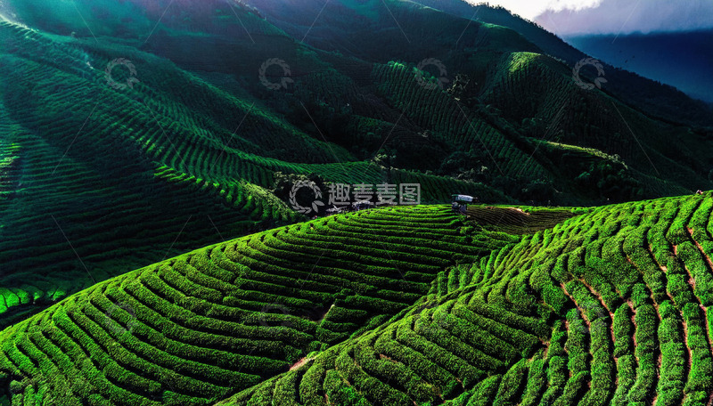 悠然茶园风光助力旅游手册更精美