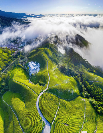 壮阔茶山景作海报背景超震撼1