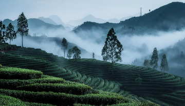缥缈茶山景色当电脑壁纸超惬意