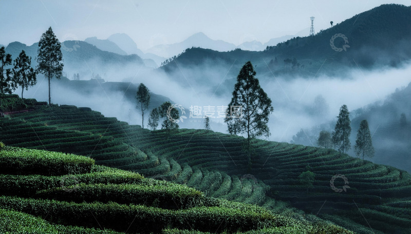 缥缈茶山景色当电脑壁纸超惬意