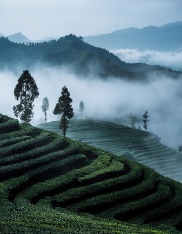 缥缈茶山景色当电脑壁纸超惬意1