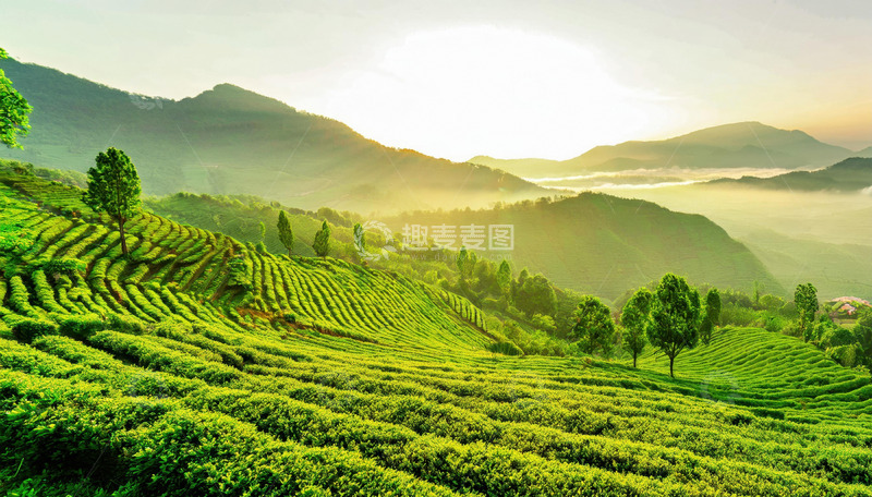 高清大图下载【趣麦麦图】茶园风光装点家居超惬意