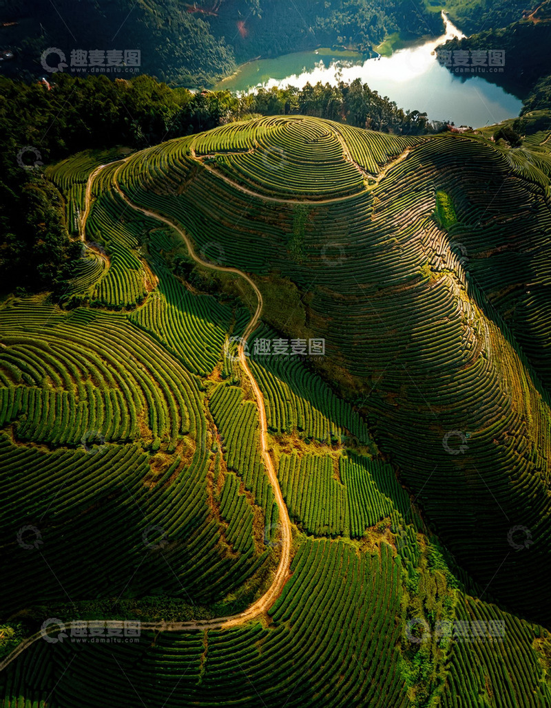 高清大图下载【趣麦麦图】秀丽茶园画面做明信片超雅致2