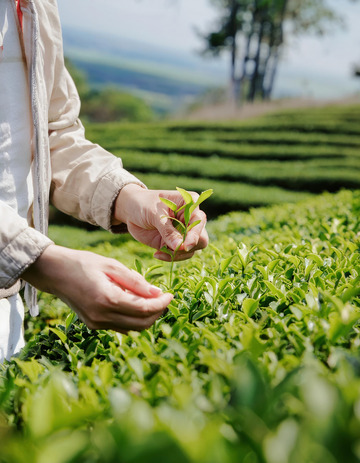 一个人在茶园采茶的场景，双手正在采摘嫩绿的茶叶，手部动作轻柔