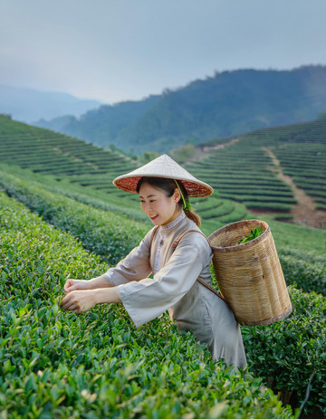 头戴斗笠，背着竹篓的女子在茶园采茶的场景。她们身着传统服饰，专注地采摘茶叶，背景是绿意盎然的梯田式茶园和远处的山峦，画面充满田园诗意1