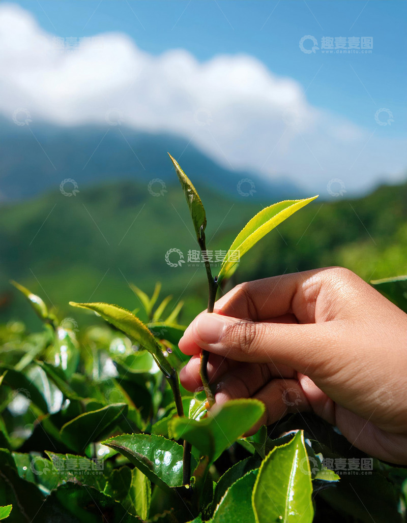 高清大图下载【趣麦麦图】一只只手轻轻捏住嫩绿的茶芽，背景是绿意盎然的茶园和远处的山峦，阳光明媚，展现出茶叶采摘时的清新与自然2