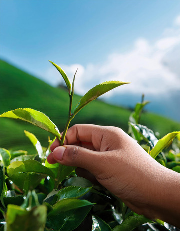 一只只手轻轻捏住嫩绿的茶芽，背景是绿意盎然的茶园和远处的山峦，阳光明媚，展现出茶叶采摘时的清新与自然