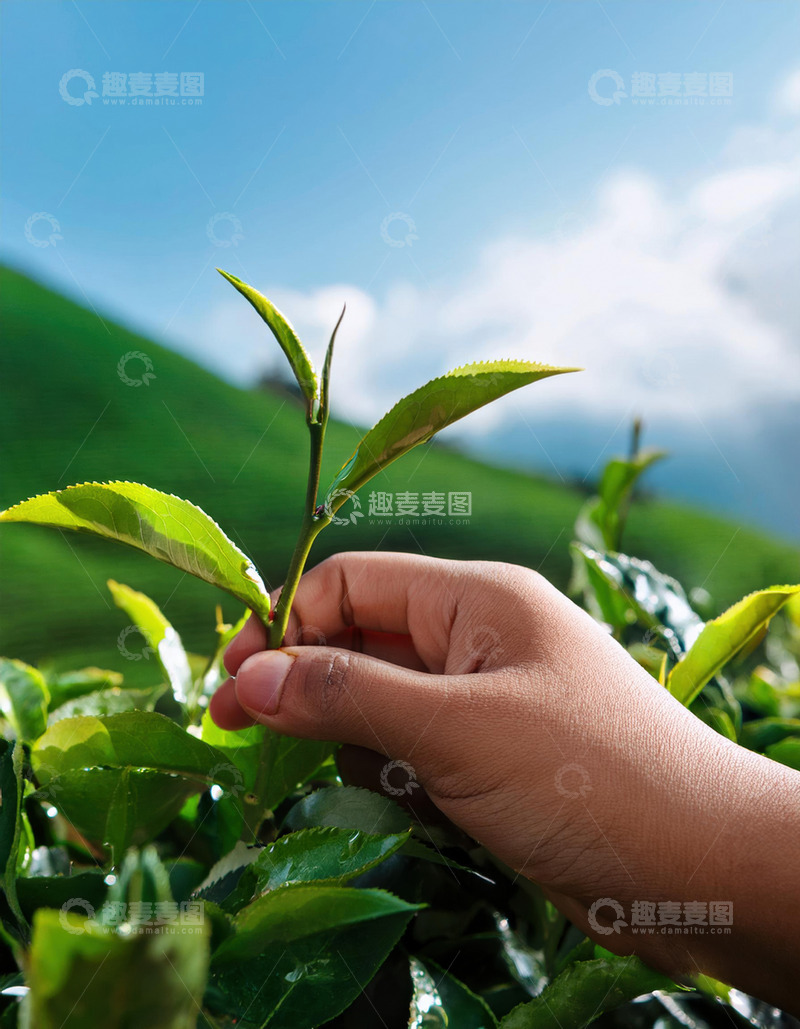 高清大图下载【趣麦麦图】一只只手轻轻捏住嫩绿的茶芽，背景是绿意盎然的茶园和远处的山峦，阳光明媚，展现出茶叶采摘时的清新与自然