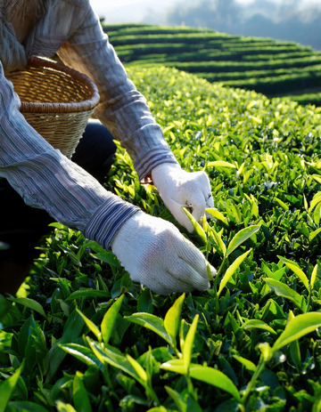 人们戴着手套，双手熟练地从茶树上采摘嫩绿的茶叶1