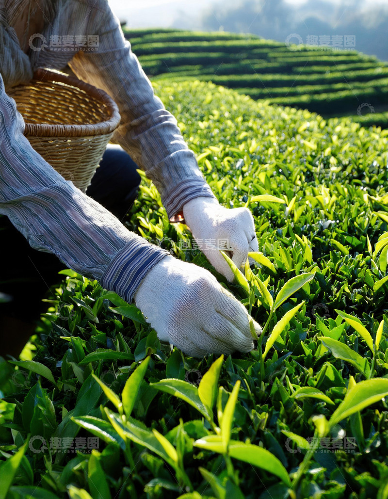 高清大图下载【趣麦麦图】人们戴着手套，双手熟练地从茶树上采摘嫩绿的茶叶1